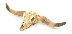 Old West Dry Cattle Skull